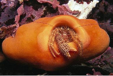 横版动作闯关游戏《夜血：复仇之潮》Steam页面上线 7月11日发售